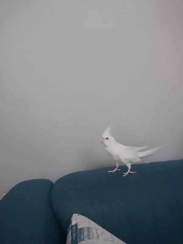 Albino Erkek 1 Yaşinda Sultan Papağani