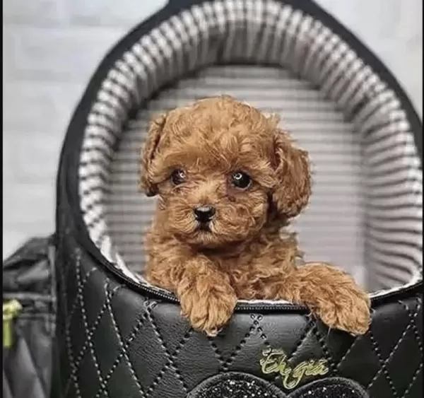Sağlıklı Toy Poodle Bebişler
