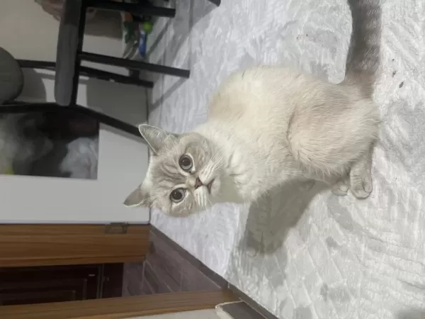 Ücretsiz British Shorthair Kedimiz