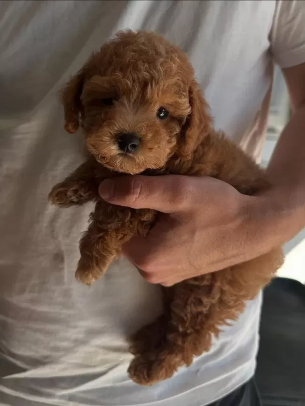 Toy Poodle Yavrularımız
