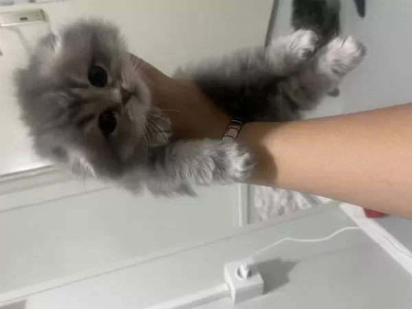 Safkan British Longhair Kedilerimiz Teslime Hazır