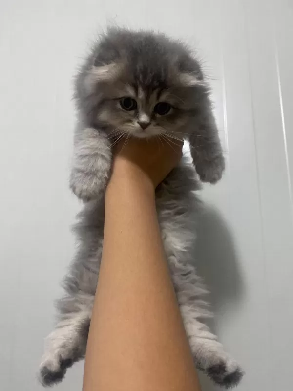 Safkan British Longhair Kedilerimiz Teslime Hazır