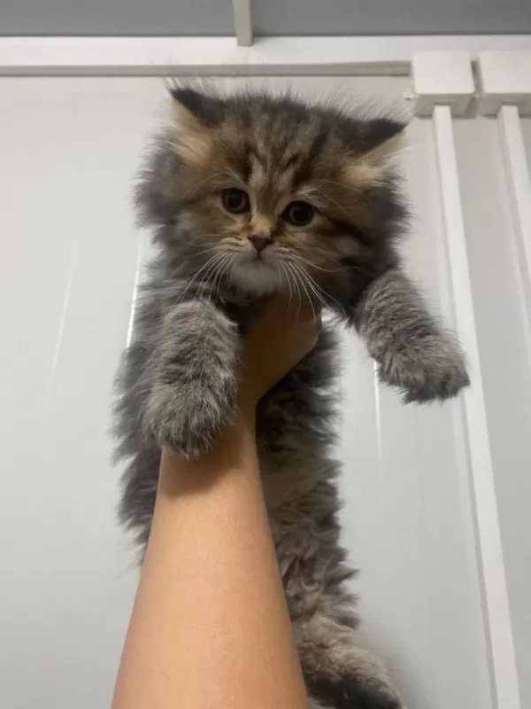 Safkan British Longhair Kedilerimiz Teslime Hazır