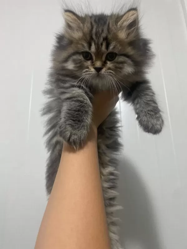 Safkan British Longhair Kedilerimiz Teslime Hazır