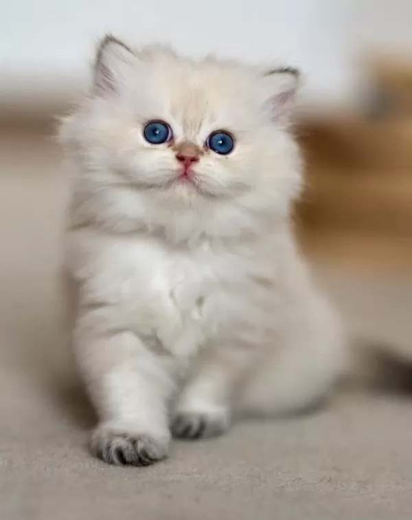 Cam Gözlü Ns1133 British Longhair