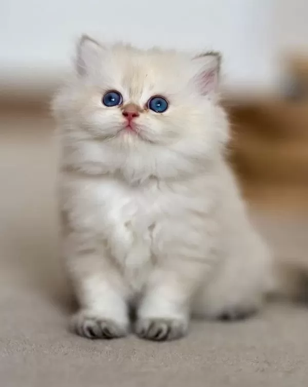 Cam Gözlü Ns1133 British Longhair