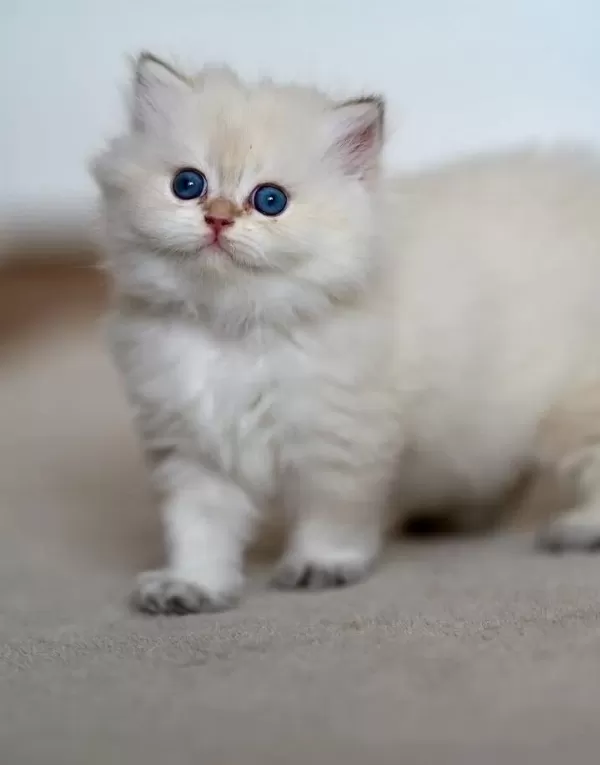 Cam Gözlü Ns1133 British Longhair
