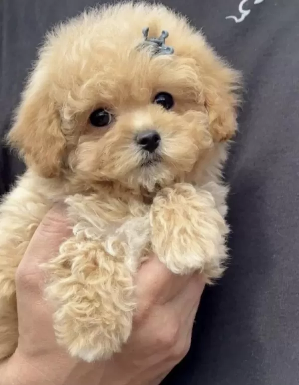 Toy Poodle Safkan Köpeğimiz