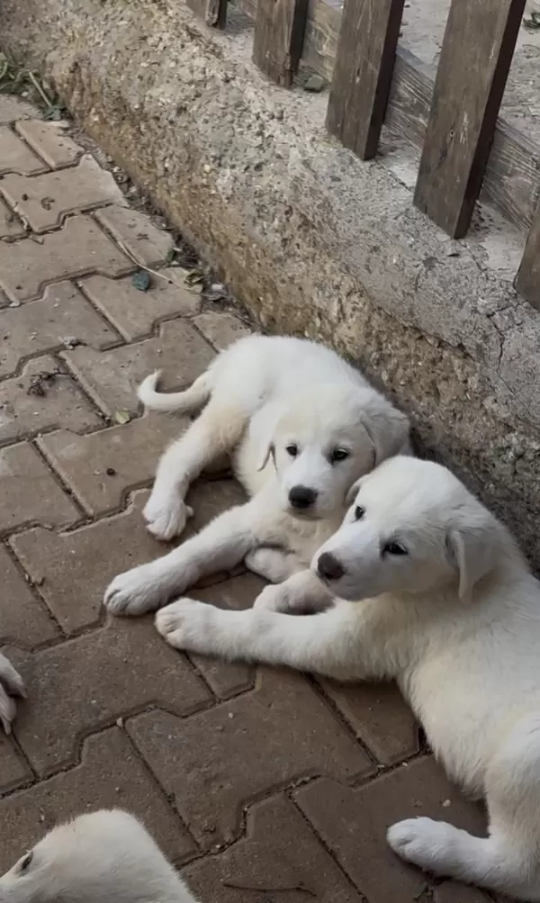 Safkan Akbaş Yavrularımız