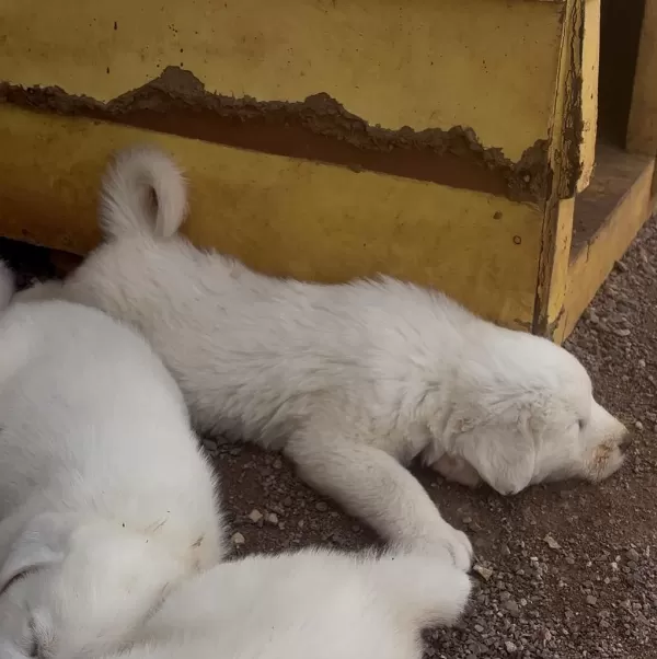 Safkan Akbaş Yavrularımız