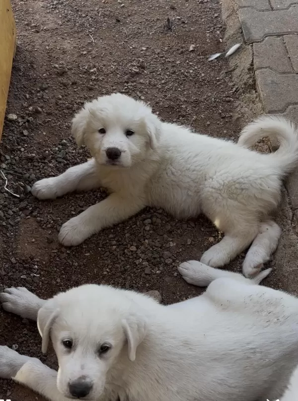 Safkan Akbaş Yavrularımız