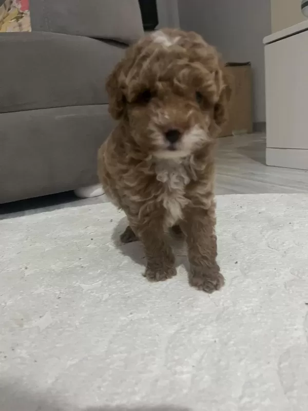 Harika Minik Poodle Oğlum
