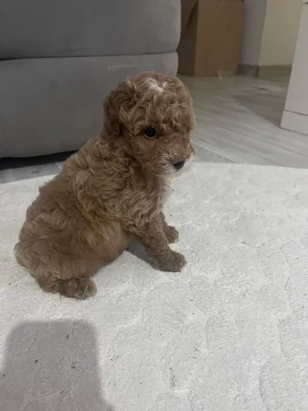 Harika Minik Poodle Oğlum