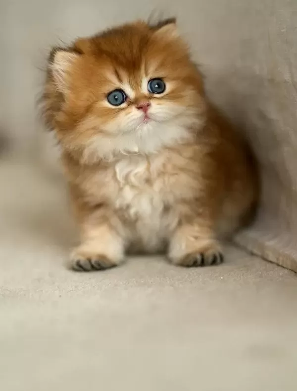 Eşi Bulunmayan Golden Ny12 British Longhair