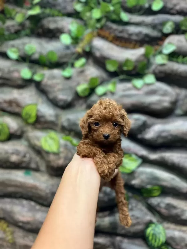 10 Ağustos Doğumlu Kore Kan Poodle Yavrular