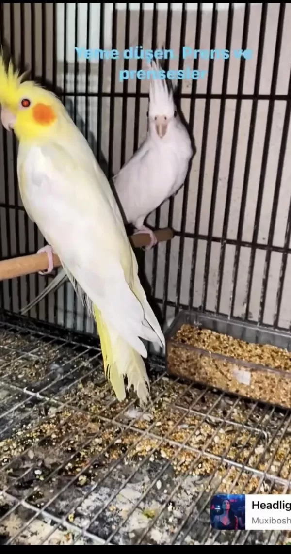 Yem Kırabilen Yavru Sultan Papağanı