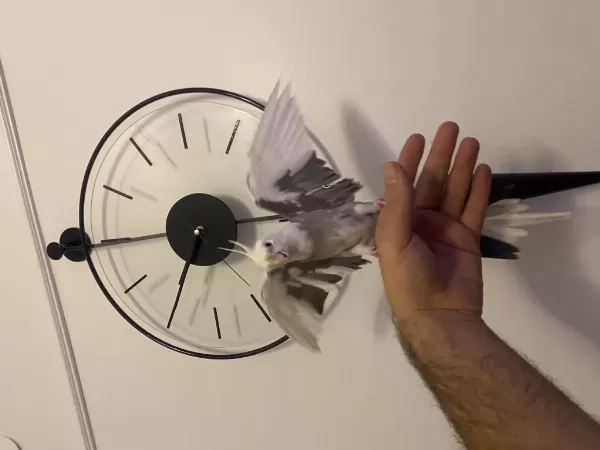 Evcil Konuşan Sultan Papağanı