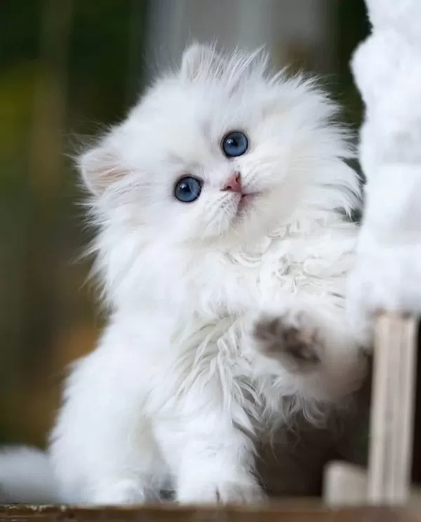Kusursuz Ns1133 British Longhair