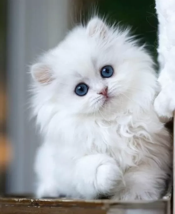 Kusursuz Ns1133 British Longhair