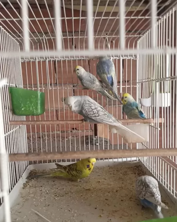 Jumbo Muhabbet Kuşu Yavru