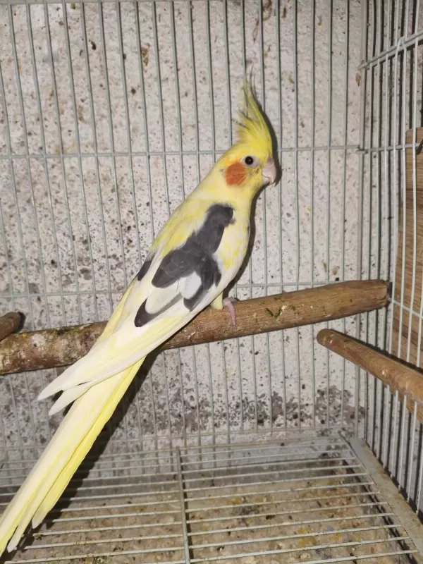7 8 Kelime Konuşan Sultan Papağanı