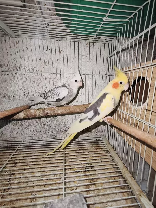 7 8 Kelime Konuşan Sultan Papağanı