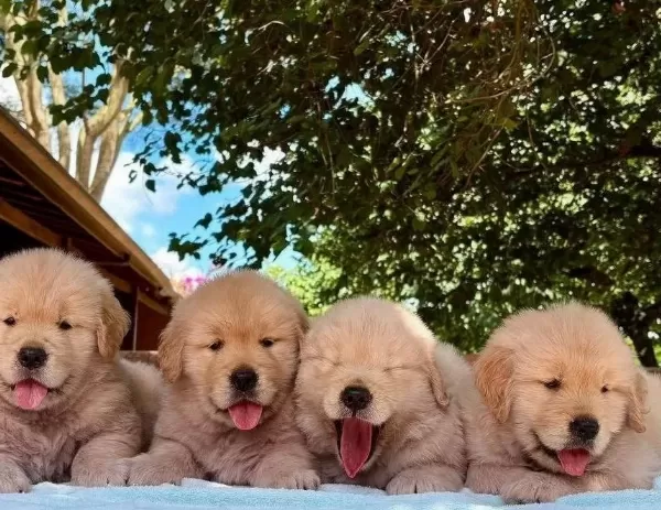 Zekasıyla Hayran Bırakan 3 Aylık Golden Retriever Yavruları Sizleri Bekliyor