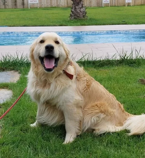 Zekasıyla Hayran Bırakan 3 Aylık Golden Retriever Yavruları Sizleri Bekliyor