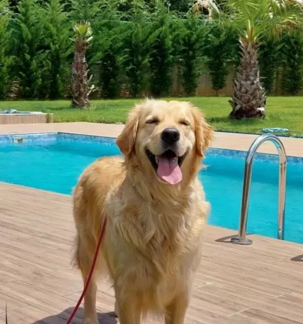 Secereli Golden Retri Ever Yavrulari