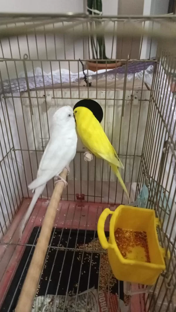 Albino Takım Muhabbet Kuşlar