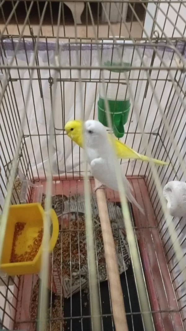 Albino Takım Muhabbet Kuşlar