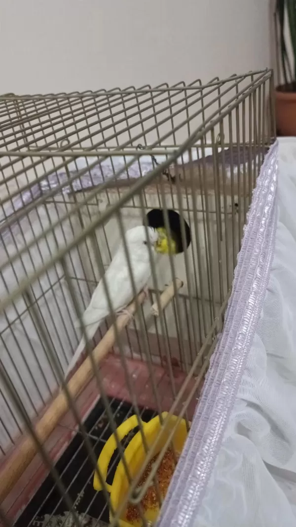 Albino Takım Muhabbet Kuşlar
