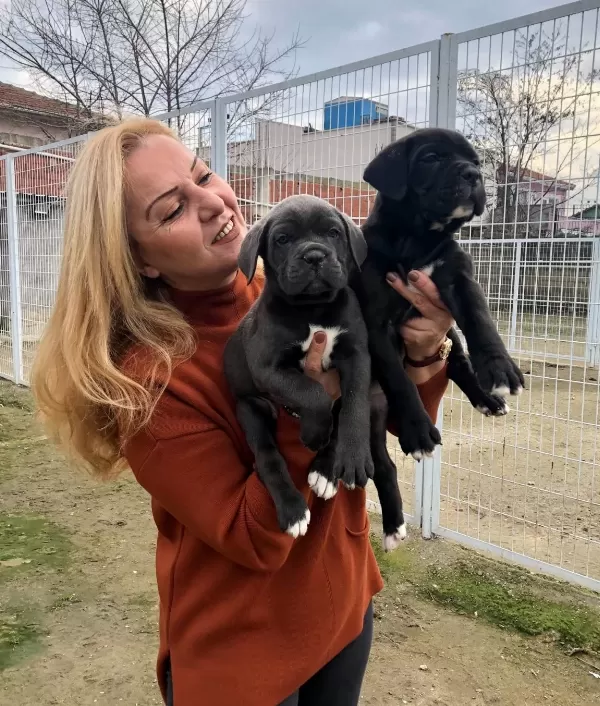 Irk Garantili Muhteşem Cane Corso Yavrularımız