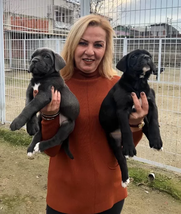 Irk Garantili Muhteşem Cane Corso Yavrularımız