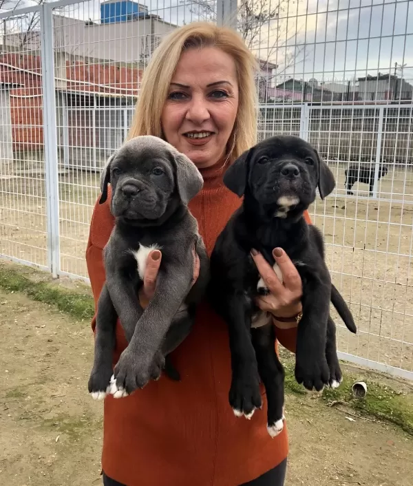 Irk Garantili Muhteşem Cane Corso Yavrularımız