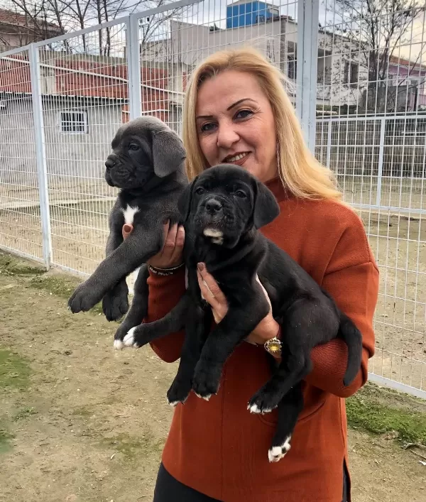 Irk Garantili Muhteşem Cane Corso Yavrularımız