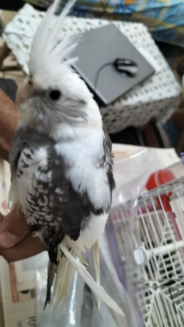 55 Günlük Sultan Papağanı Yavrusu