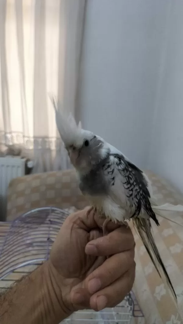55 Günlük Sultan Papağanı Yavrusu
