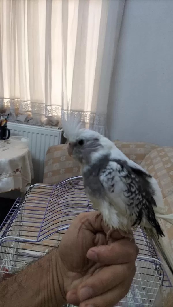 55 Günlük Sultan Papağanı Yavrusu