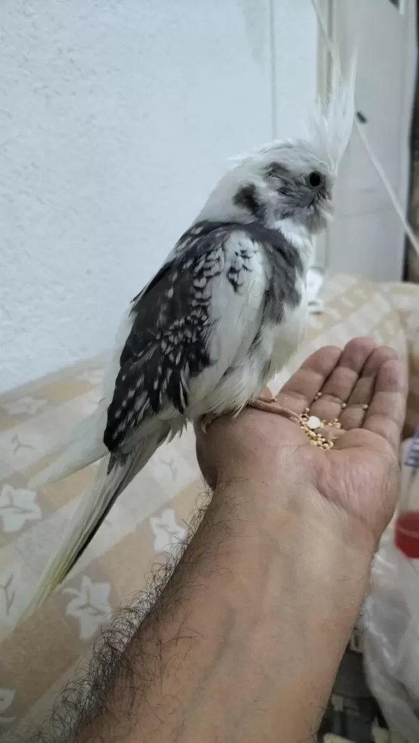55 Günlük Sultan Papağanı Yavrusu