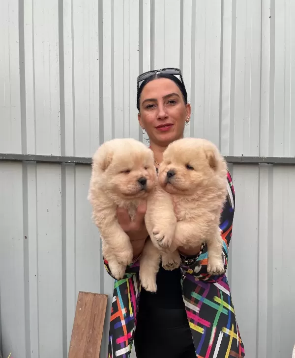 Chowchow Yavrularım Sağlık Ve Irk Garantilidir