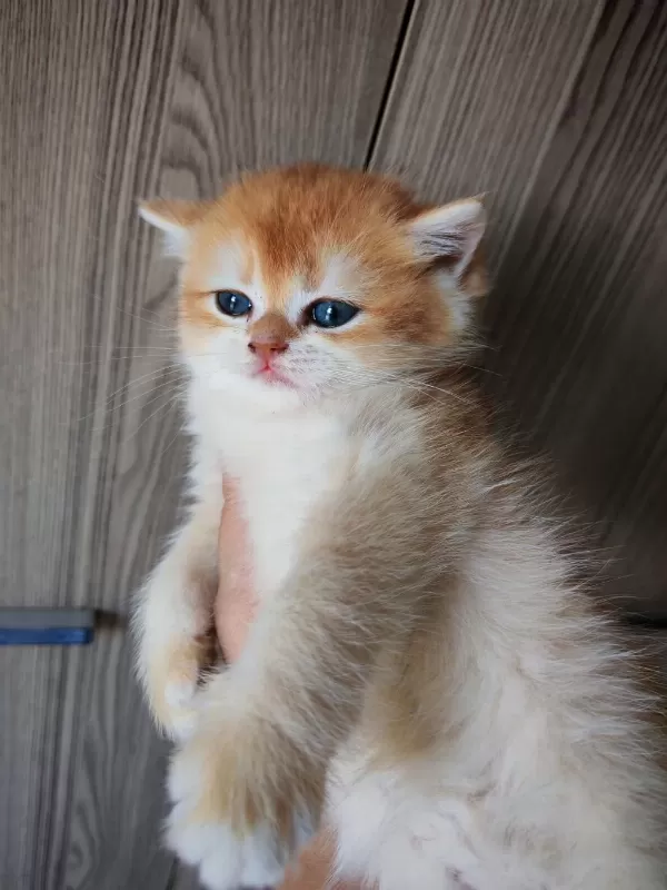 Altın Rengi Golden Dişi Yavru British Shorthair