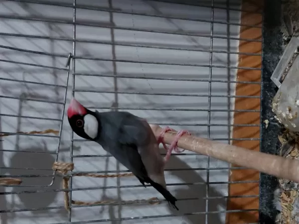 Harika Takım İspanoz Java