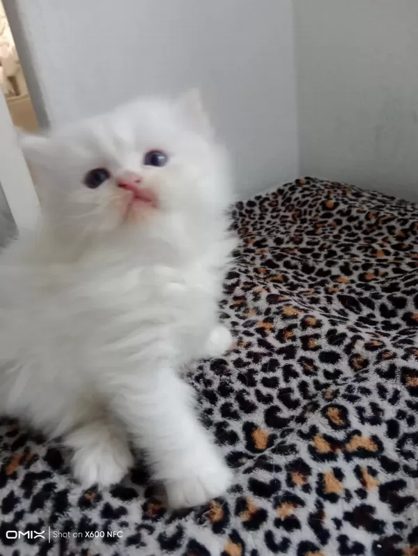 İran Kedisi Sahibimi Arıyorum