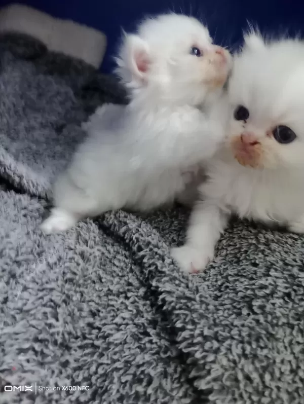 İran Kedisi Sahibimi Arıyorum