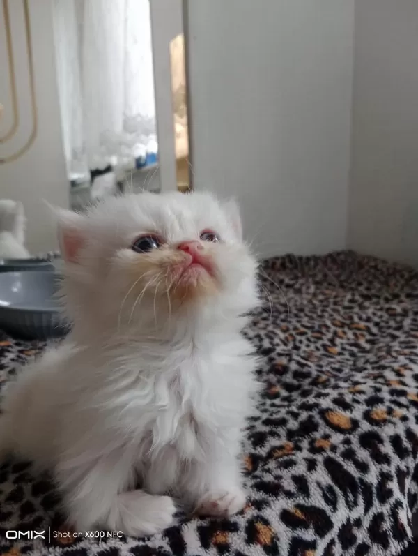 İran Kedisi Sahibimi Arıyorum