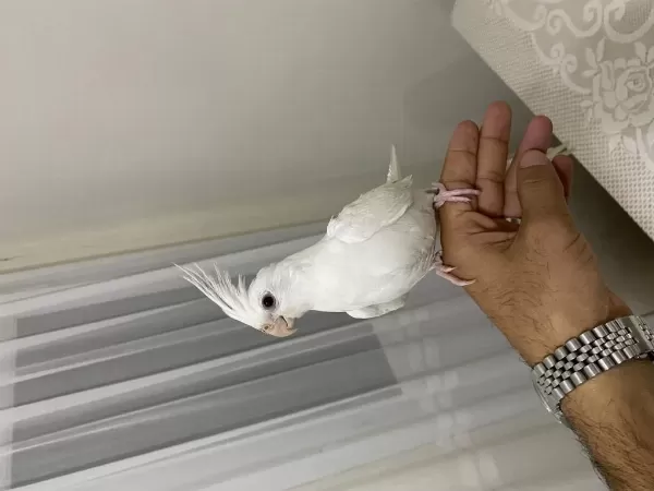 2 Aylık Kırmızı Göz Albino Erkek Sultan Papağanı