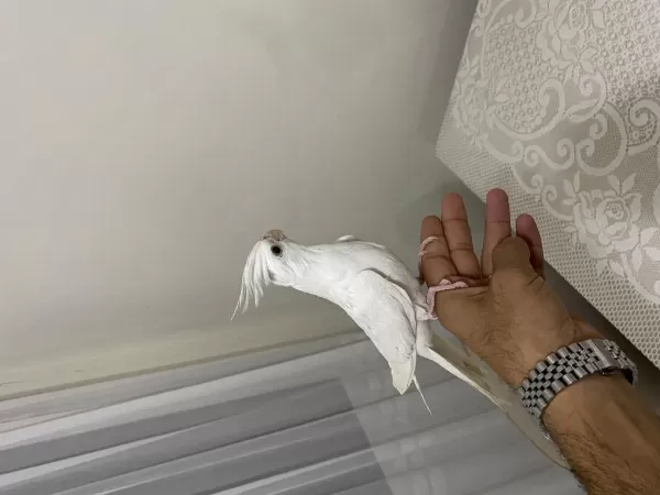 2 Aylık Kırmızı Göz Albino Erkek Sultan Papağanı