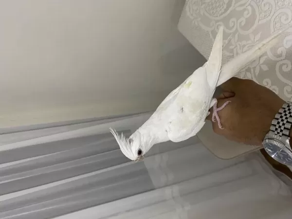 2 Aylık Kırmızı Göz Albino Erkek Sultan Papağanı