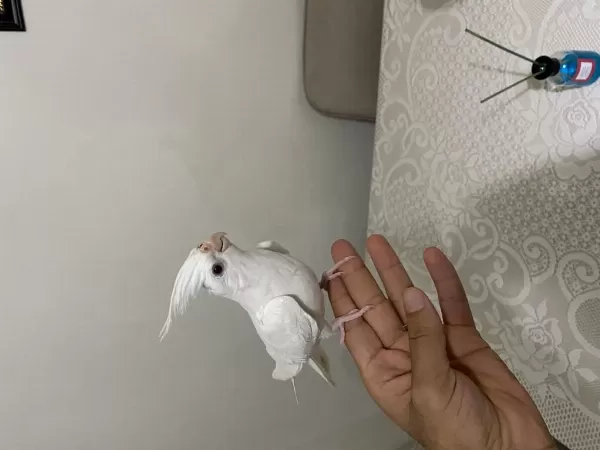 2 Aylık Kırmızı Göz Albino Erkek Sultan Papağanı